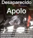 Apolo