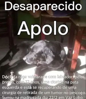 Cachorro raça Vaimarase com labrador idade 6 ou mais anos nome Apolo