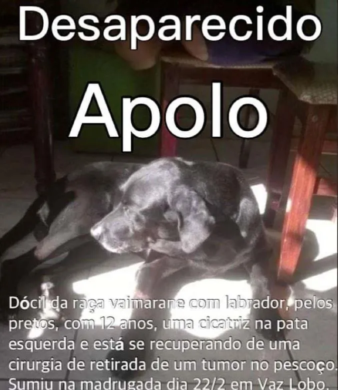 Cachorro ra a Vaimarase com labrador idade 6 ou mais anos nome Apolo