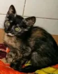 Gatos