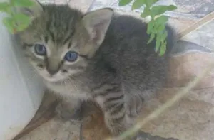Gato raça Sem raça definida idade Abaixo de 2 meses nome Sem nomes definidos