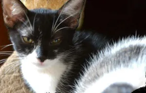 Gato raça srd idade 2 a 6 meses nome Sininho