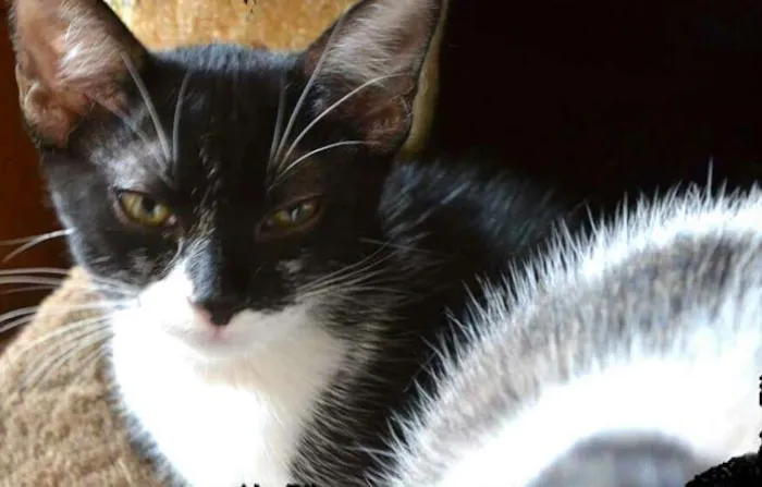 Gato ra a srd idade 2 a 6 meses nome Sininho