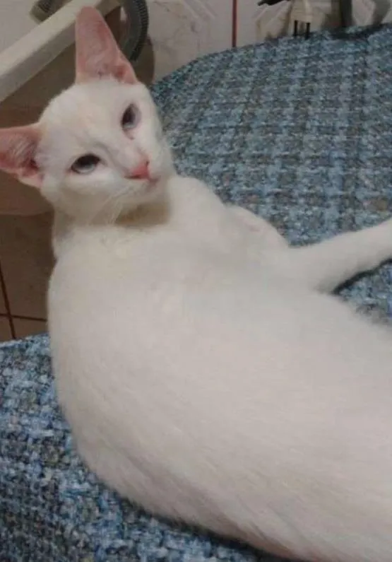 Gato ra a SRD idade 2 a 6 meses nome Aslan