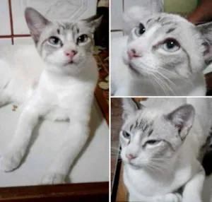 Gato raça SRD idade 2 a 6 meses nome Dexter