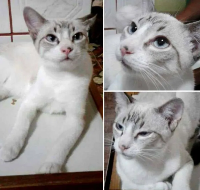 Gato ra a SRD idade 2 a 6 meses nome Dexter