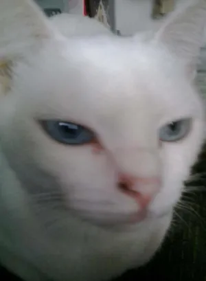 Gato raça srd idade 2 anos nome melissa