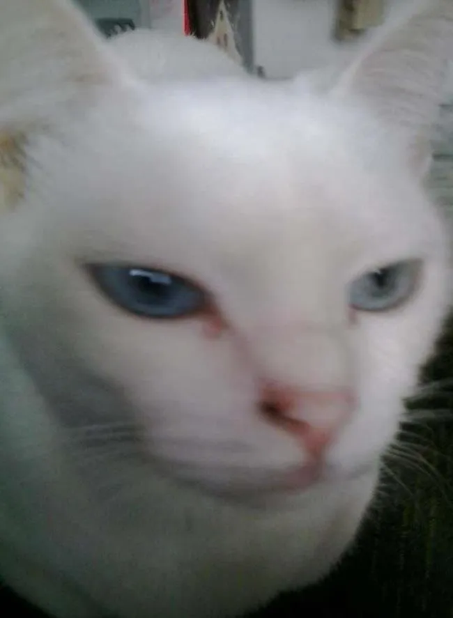 Gato ra a srd idade 2 anos nome melissa