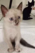 Dalila