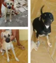 Luna,perola,bongo
