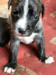 Nina