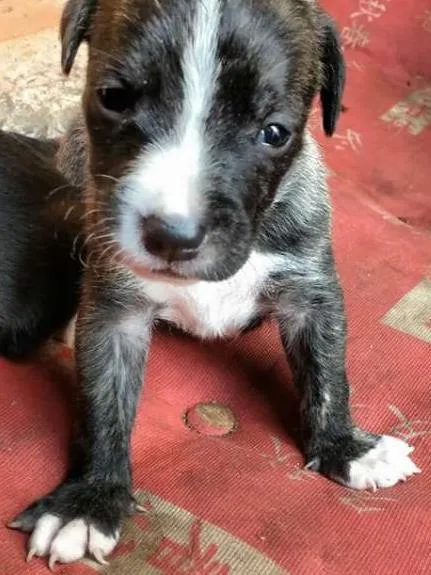 Cachorro ra a Vira Lata idade 2 a 6 meses nome Nina