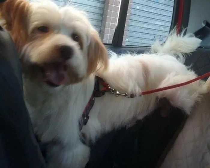 Cachorro ra a Srd idade 2 anos nome Boomer