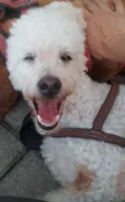 Snoopy