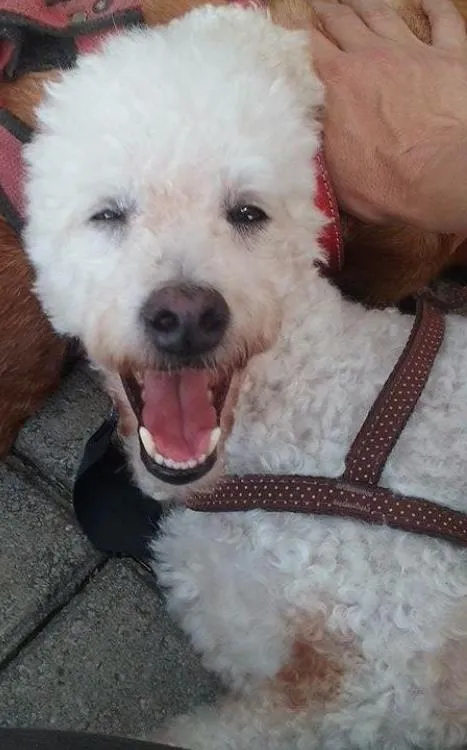 Cachorro ra a Poodle idade 5 anos nome Snoopy