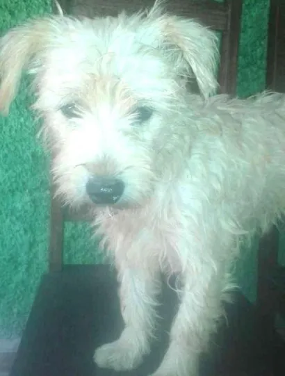 Cachorro raça SRD idade 1 ano nome juninhio