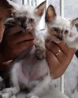 Gato raça SRD idade 2 a 6 meses nome Sem Nome