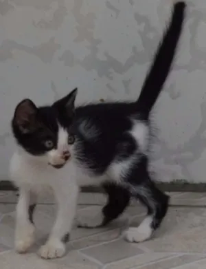 Gato raça SRD idade 2 a 6 meses nome Sem Nome