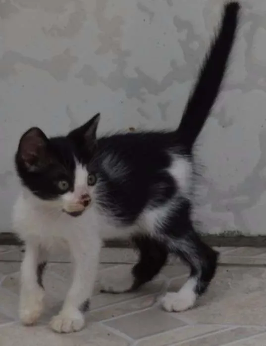 Gato ra a SRD idade 2 a 6 meses nome Sem Nome