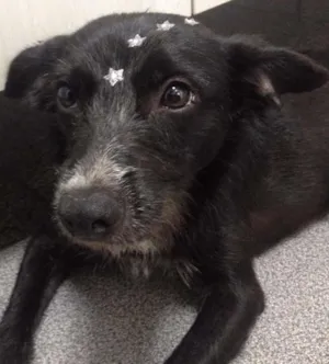 Cachorro raça SRD idade 7 a 11 meses nome Violeta