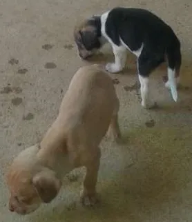 Cachorro ra a viralata idade Abaixo de 2 meses nome filhote