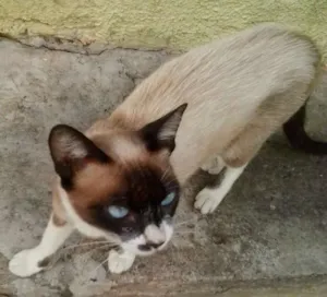 Gato raça vira lata idade 2 a 6 meses nome tic