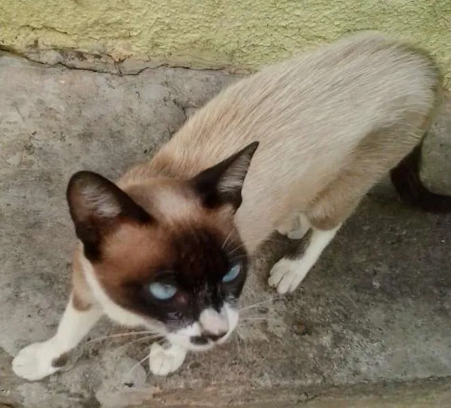 Gato ra a vira lata idade 2 a 6 meses nome tic