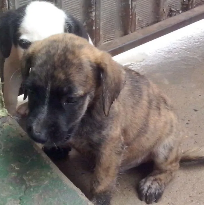 Cachorro ra a VIRA-LATA idade Abaixo de 2 meses nome FOFAO,RAGADO,RAGADI