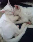 mingau, floquinho