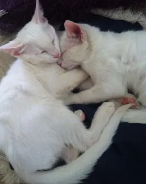Gato raça vira lata idade 1 ano nome mingau, floquinho