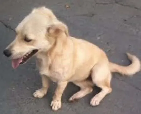 Cachorro ra a SRD idade 1 ano nome Novo dono pode esco