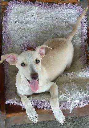 Cachorro raça vira-lata idade 2 a 6 meses nome Xica