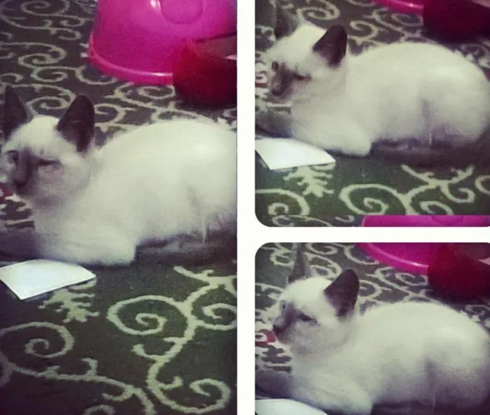 Gato ra a Siamês idade Abaixo de 2 meses nome Denguinho