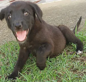 Cachorro raça Desconhecido idade 2 a 6 meses nome Neguinha