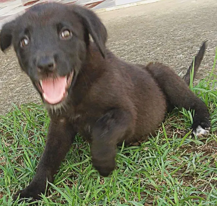 Cachorro ra a Desconhecido idade 2 a 6 meses nome Neguinha
