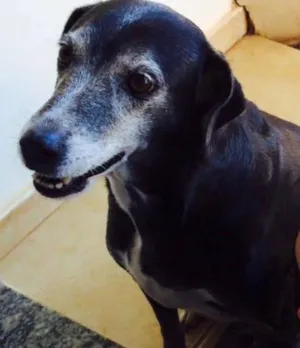 Cachorro raça Vira lata idade 6 ou mais anos nome Lilica