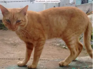 Gato raça SRD idade 2 anos nome Garfield