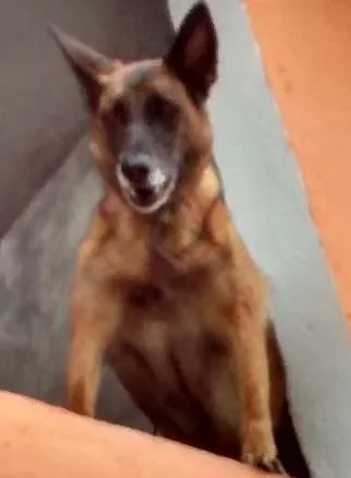 Cachorro raça Pastor idade 4 anos nome Nina