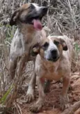tico e teco