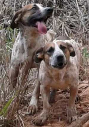 Cachorro raça vira lata idade 3 anos nome tico e teco