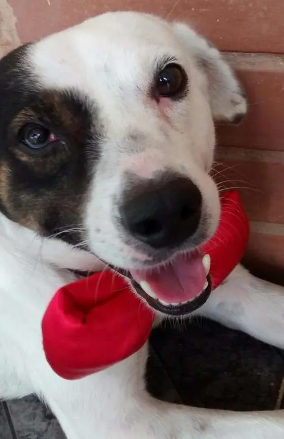 Cachorro ra a Vira-Lata idade 3 anos nome Milk