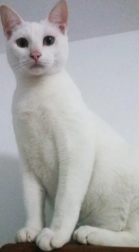 Gato ra a Indefinida idade 1 ano nome Eros