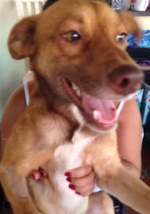 Cachorro raça Srd idade 7 a 11 meses nome BUD