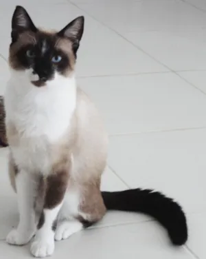 Gato raça Siamês idade 7 a 11 meses nome Poney