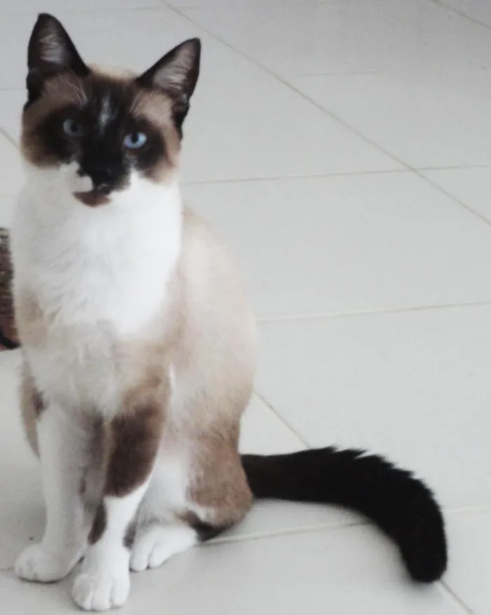 Gato ra a Siamês idade 7 a 11 meses nome Poney