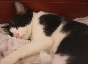 Gato raça SRD idade 2 a 6 meses nome Bruce