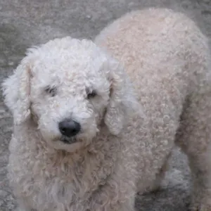 Cachorro raça Poodle idade 5 anos nome Digbi e Sabrina