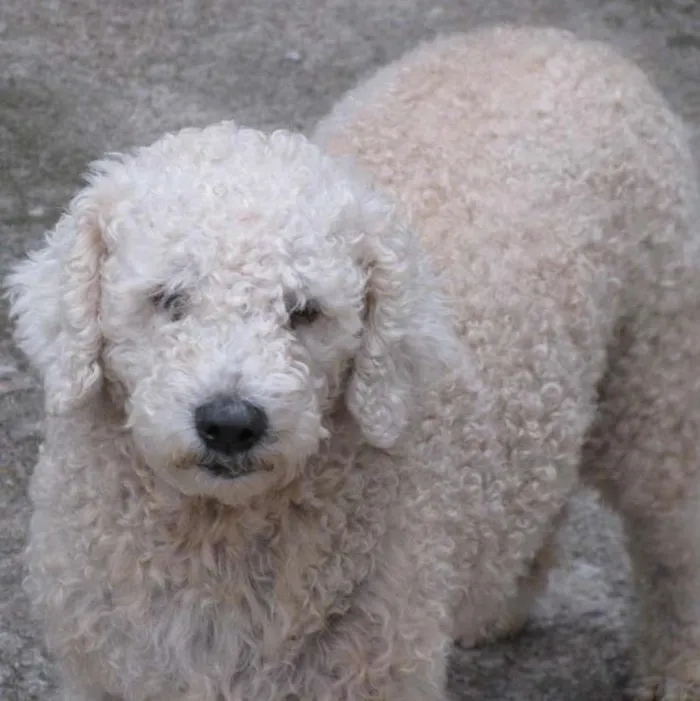 Cachorro ra a Poodle idade 5 anos nome Digbi e Sabrina