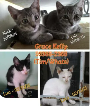 Gato raça SRD idade 2 a 6 meses nome Lola/ Nick/ Lilly/ Lua