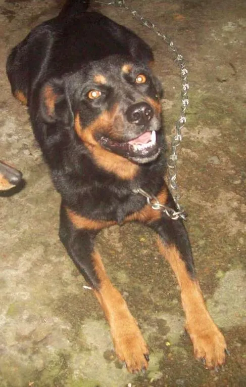 Cachorro ra a Rottweiler idade 1 ano nome ROTTWEILLER